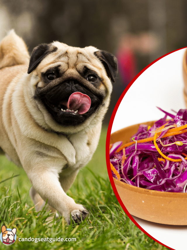 Can Dogs Eat Cabbage? Is It Safe Or Not?