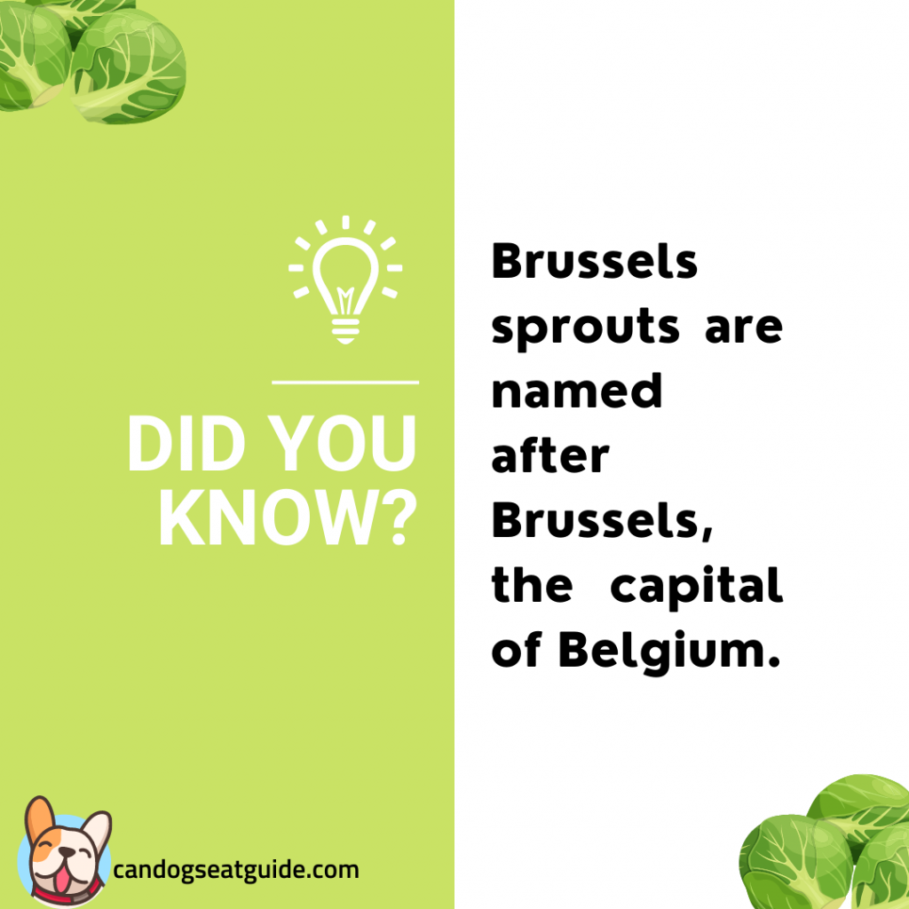Can Dogs Eat Brussel Sprouts? 5