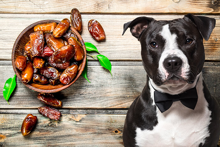 Can Dogs Eat Dates? Are Dates Healthy For Dogs? 2