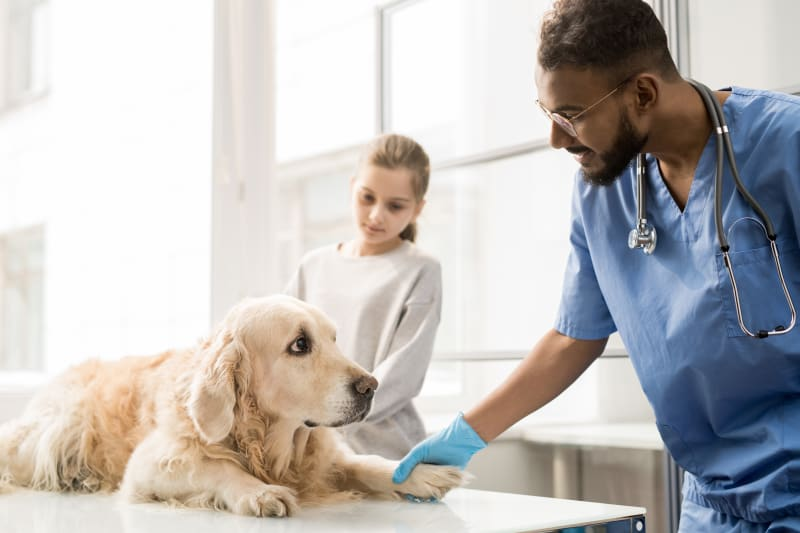 Can Dogs Eat Garlic? A Toxic Threat For Dogs 4