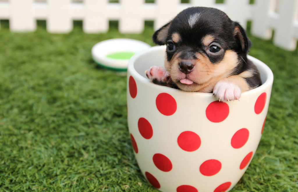 Can Puppies Eat Senior Dog Food? 1