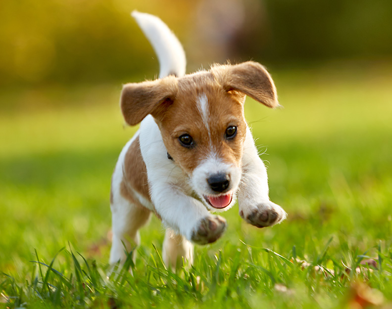 Can Puppies Eat Senior Dog Food? 2