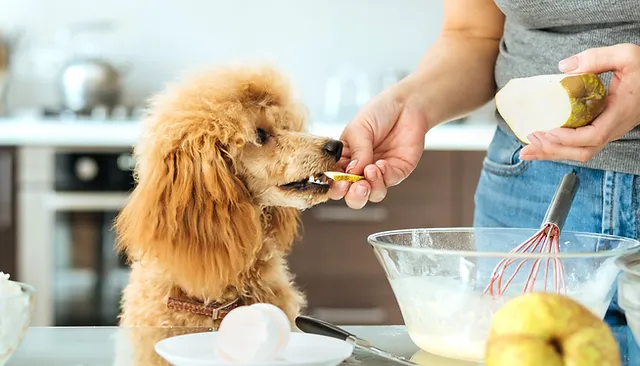 Can Dogs Eat Pears? Benefits and Risks 5