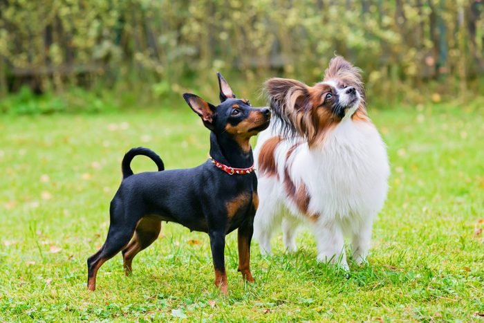 Can Dogs Eat Honeydew? 3
