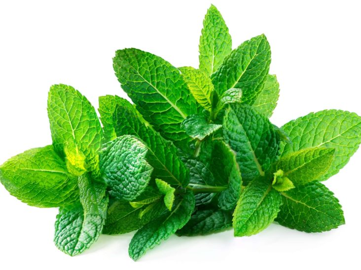 Can Dogs Eat Peppermint? 2
