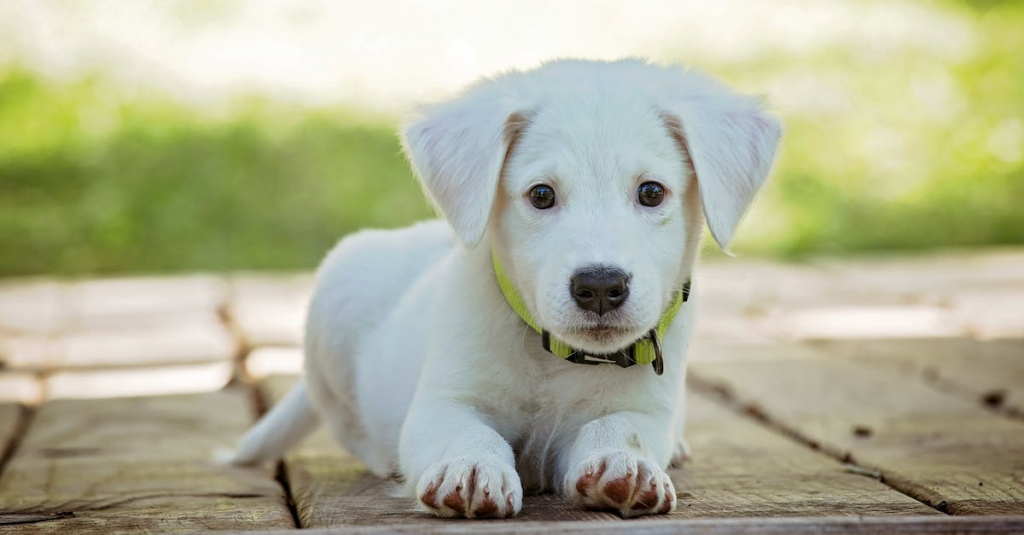 Can Dogs Eat Peppermint? 6