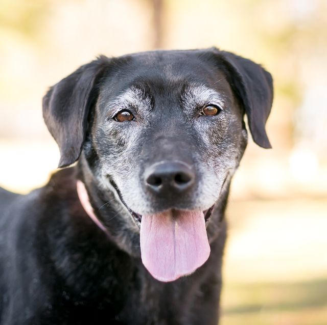 How to Choose The Best Food for Senior Dogs? 3