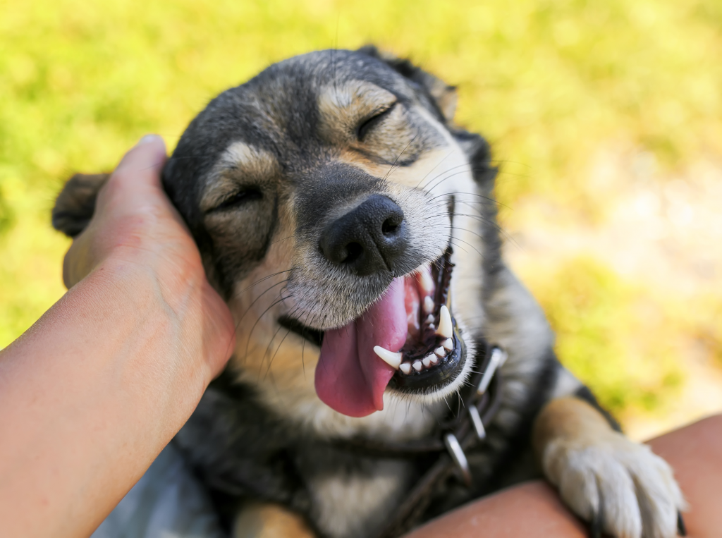 Can Senior Dogs Eat Puppy Food? 2