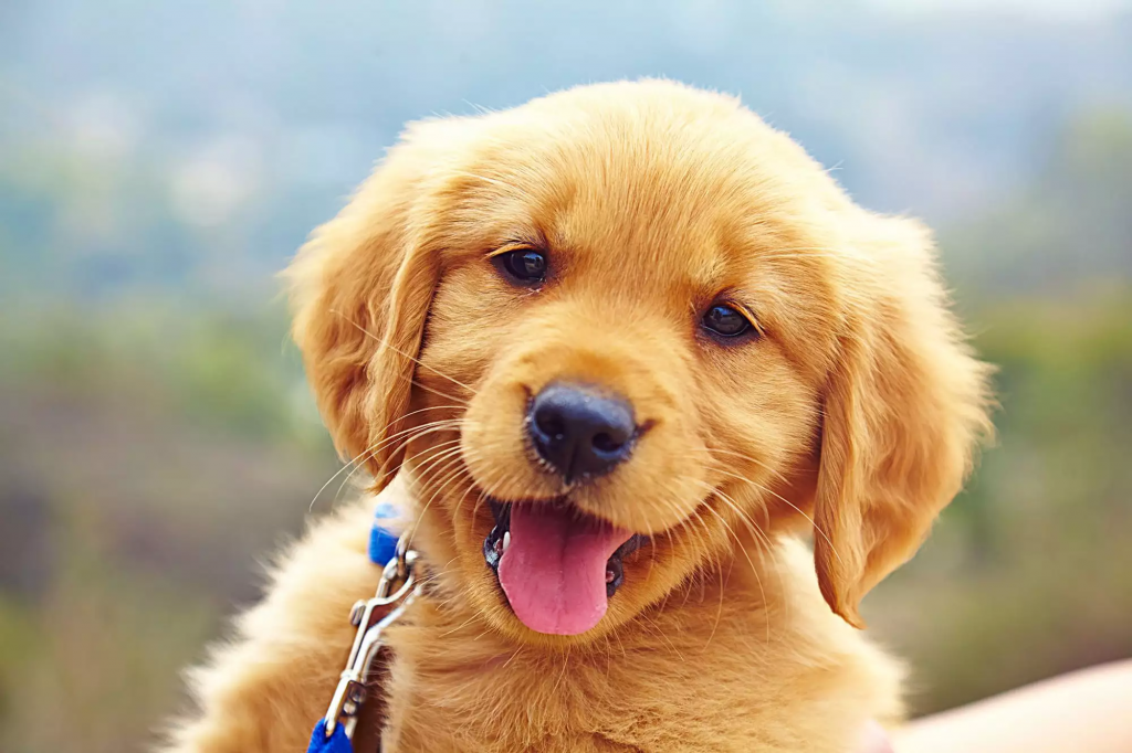 Can Senior Dogs Eat Puppy Food? 3