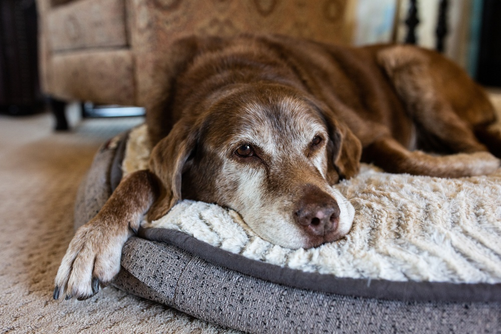 Can Senior Dogs Eat Puppy Food? 4