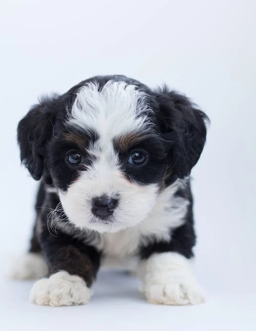Can Adult Dogs Eat Puppy Food? 3