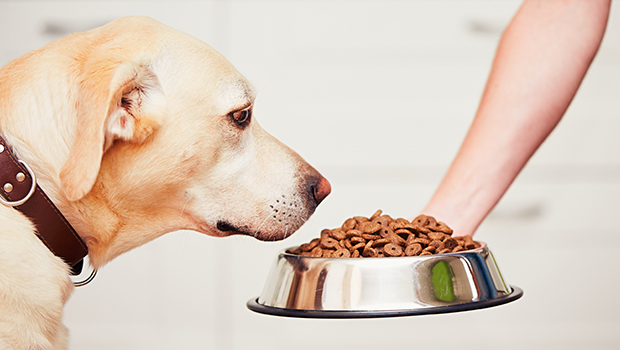 Can Adult Dogs Eat Puppy Food? 5
