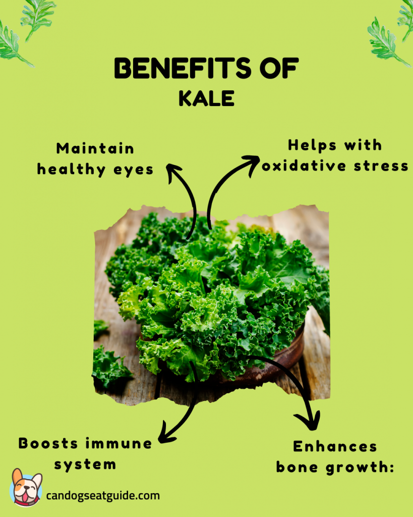 Can Dogs Eat Kale? Benefits & Risks For Your Dog 5