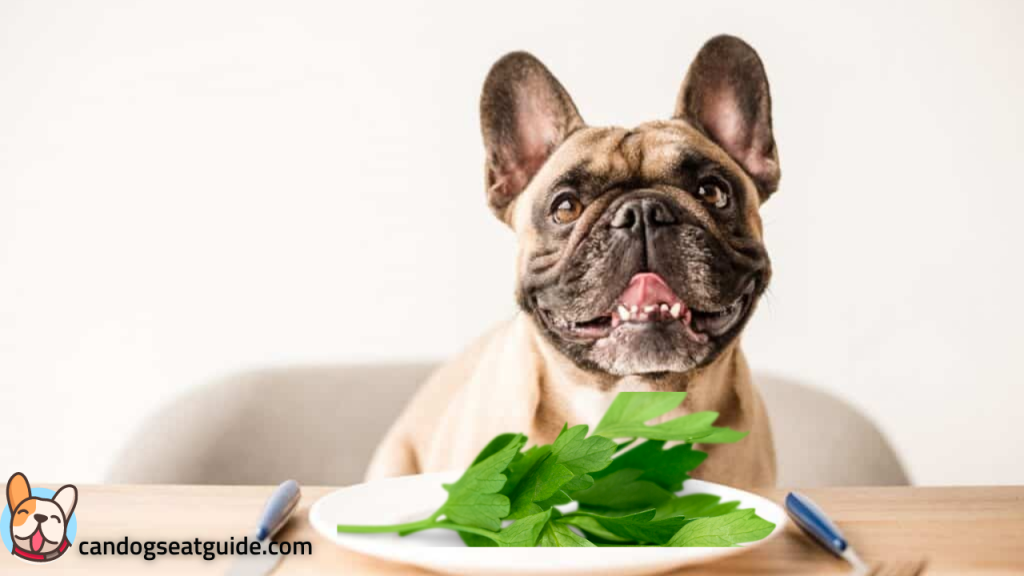 Can Dogs Eat Cilantro? 2