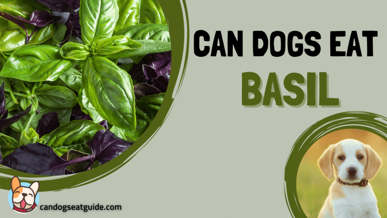 Can Dogs Eat Basil