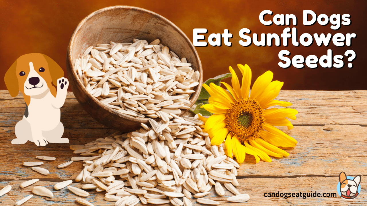 Can Dogs Eat Sunflower Seeds