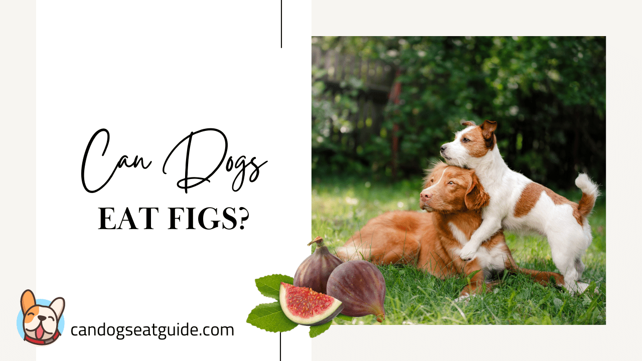 Can Dogs Eat Figs