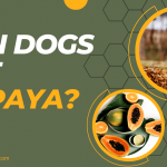 Can Dogs Eat Papaya