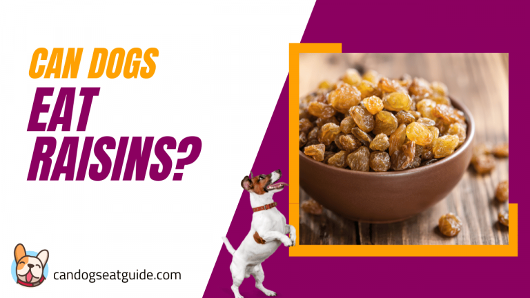 Can Dogs Eat Raisins