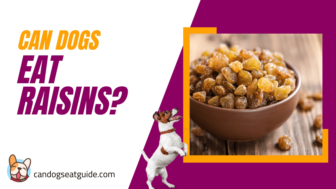 Can Dogs Eat Raisins