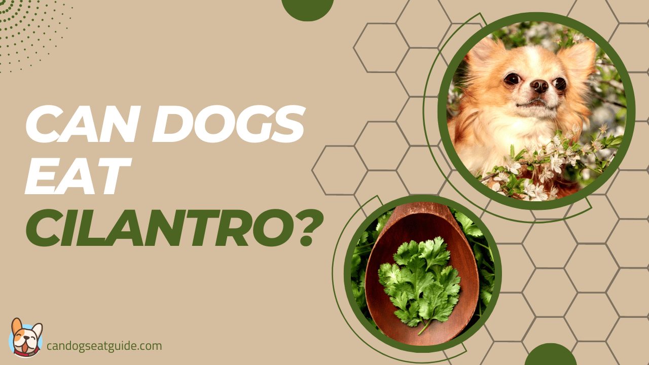 Can Dogs Eat Cilantro