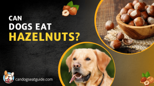 Can Dogs Eat Hazelnuts