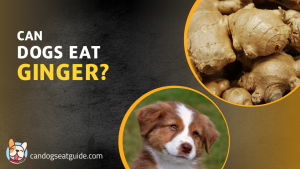 Can dogs eat ginger