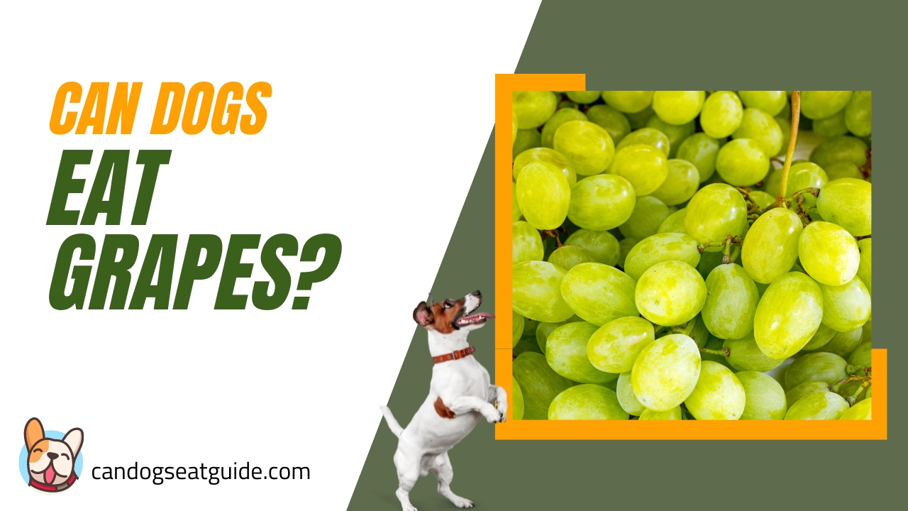 Can dogs eat grapes