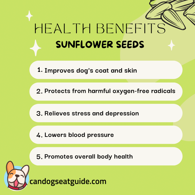 Can Dogs Eat Sunflower Seeds How To Feed Them 2024