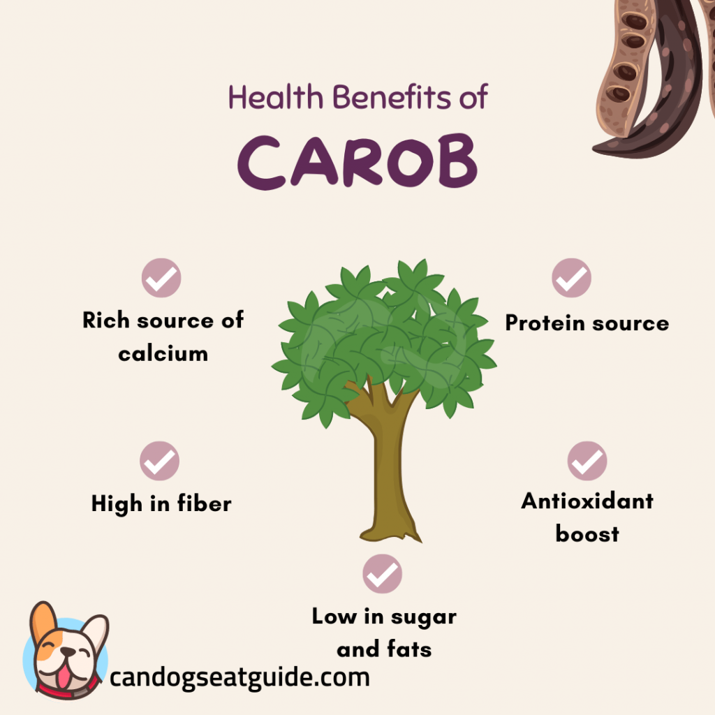 Illustration about the health benefits of carob - rich source of calcium, high in fiber, protein source, low in sugar and fats, and can be an antioxidant booster