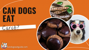 can dogs eat carob