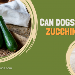 Can dogs eat zucchini?