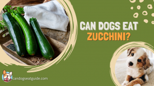 Can dogs eat zucchini?