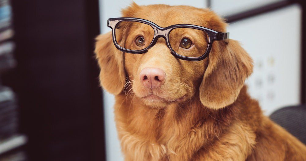 Can Dogs Eat Lemons? 2