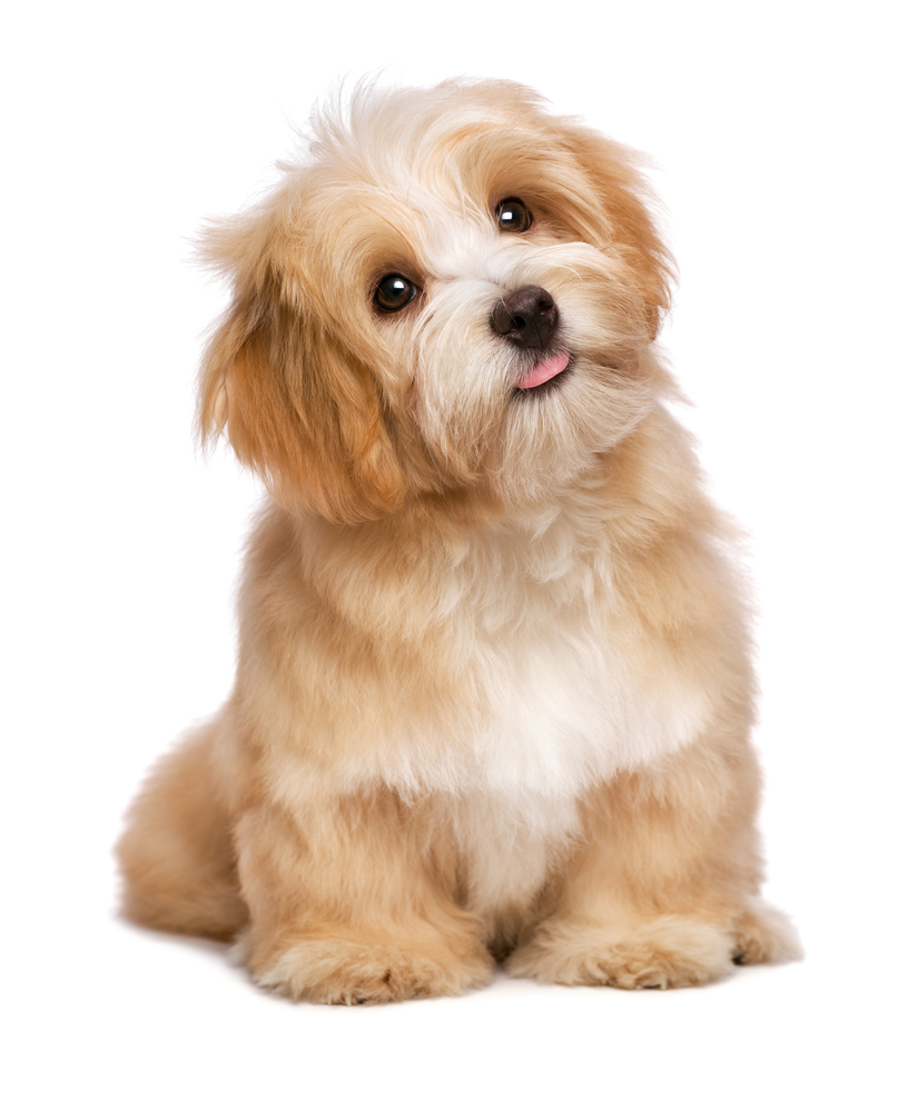 Can Dogs Eat Hazelnuts? 3