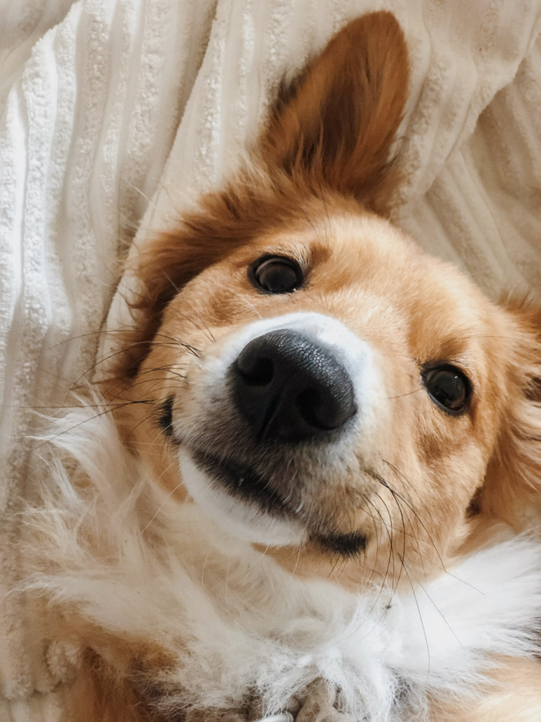 Can Dogs Eat Noodles? 3