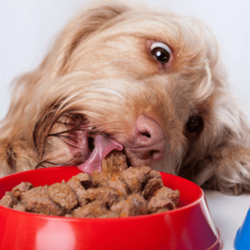 A very hungry dog eating canned food from a bowl