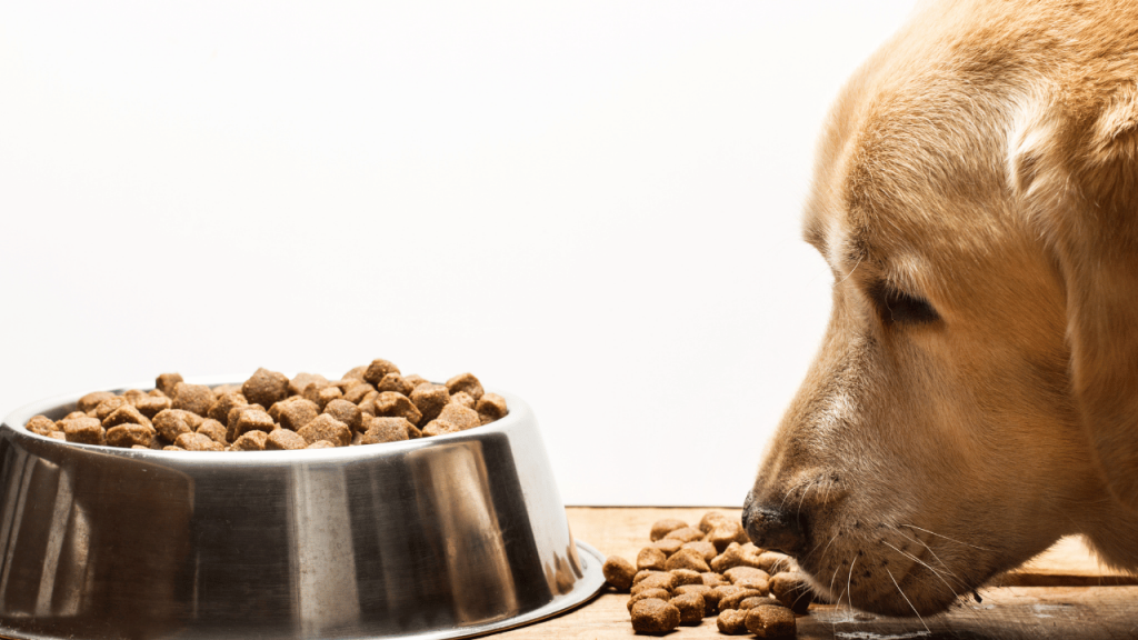 A dog eating dry food from a bowl 