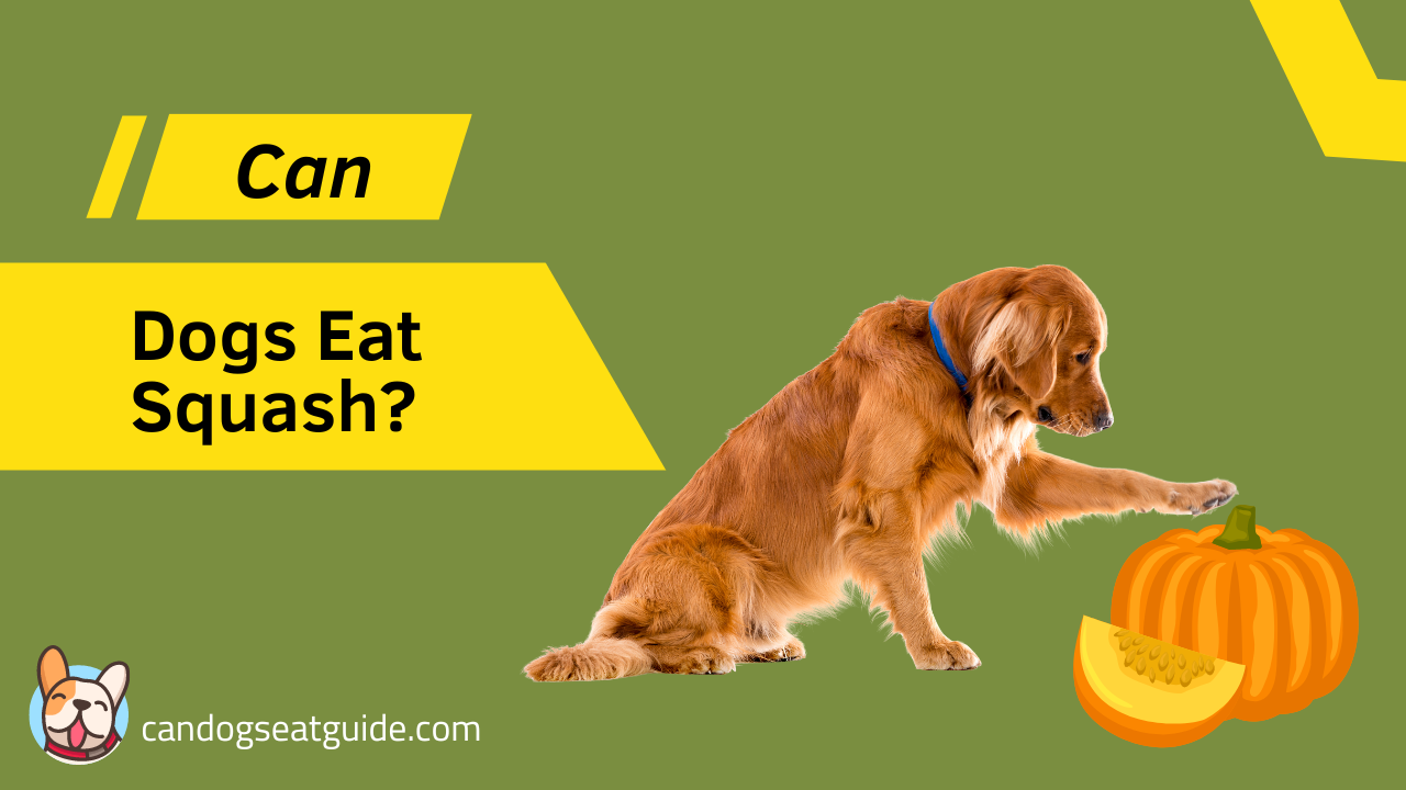 Can Dogs Eat Squash