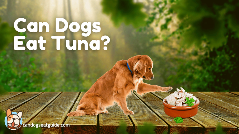 Can Dogs Eat Tuna