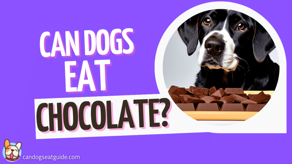 Can dogs eat Chocolate