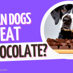Can dogs eat Chocolate