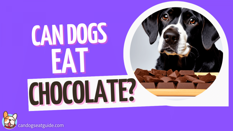 Can dogs eat Chocolate