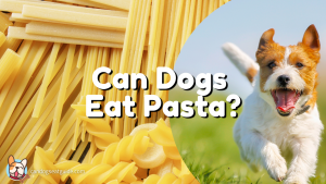 can dogs eat pasta