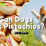 can dogs eat pistachios