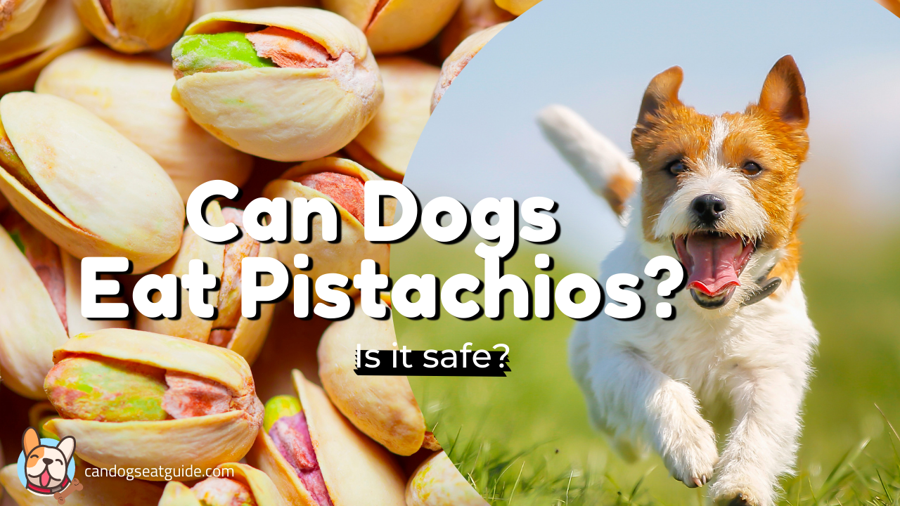 can dogs eat pistachios