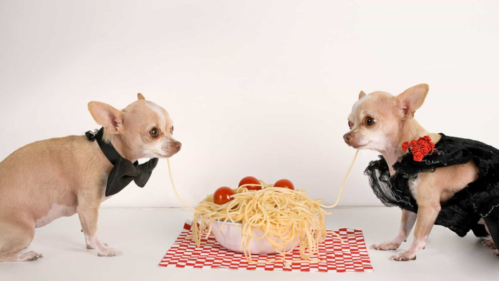 Two light-brown chihuahuas are sharing a bowl of spaghetti, placed on a white and red tablecloth