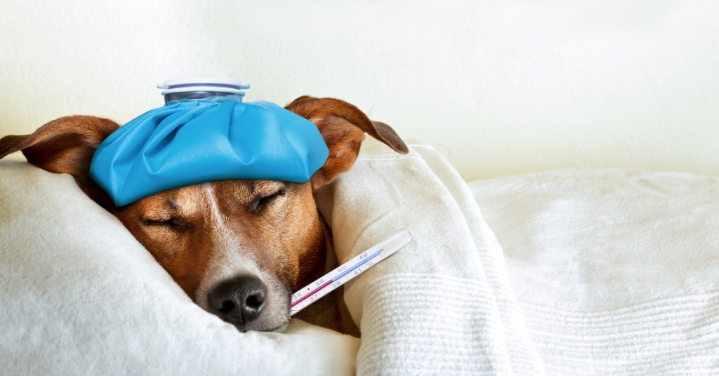 Pancreatitis in Dogs 2