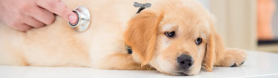 Pancreatitis in Dogs 3