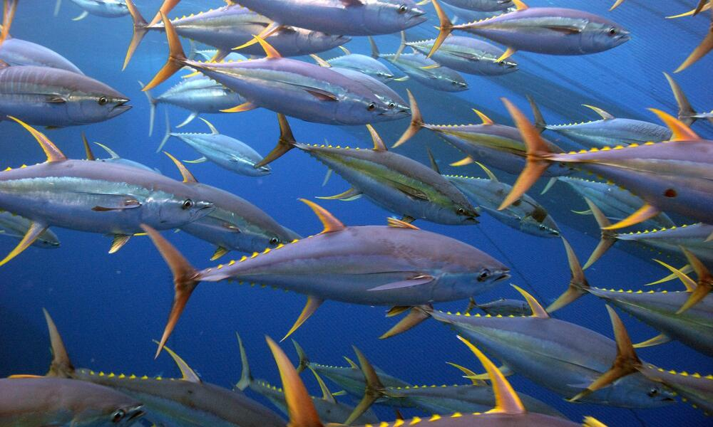Can Dogs Eat Tuna? 2 A lot of yellowfin tuna in the sea